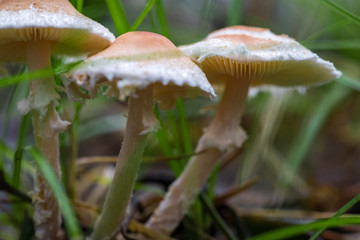 mushrooms in the forest in autumn
