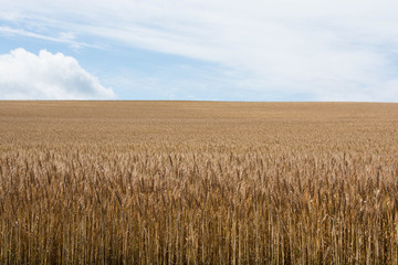 収穫前のムギ畑