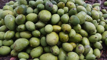 Close up green mango fruits hanging on tree branch