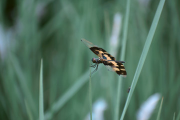 tealed color dragonfly