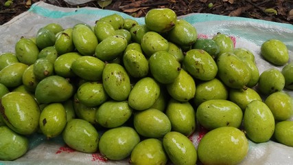 Close up green mango fruits hanging on tree branch