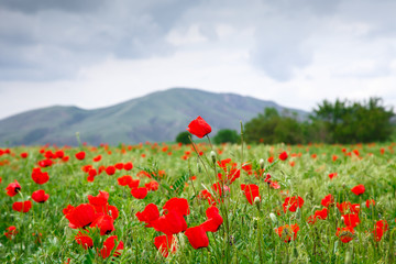 Fototapeta na wymiar Red poppies on a background of mountains. Beautiful summer landscape with blooming poppies field. Kyrgyzstan Tourism and travel.