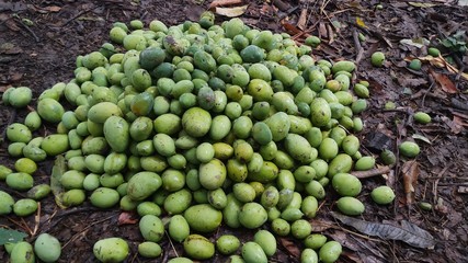Close up green mango fruits hanging on tree branch