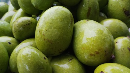 Close up green mango fruits hanging on tree branch