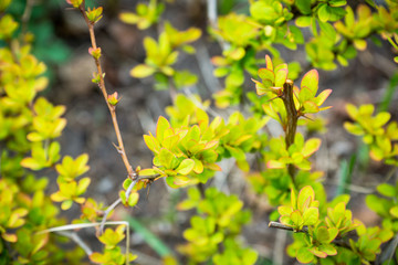 Barberry bush with new leaves in the garden. Selective focus. Shallow depth of field.