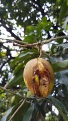 Close up green mango fruits hanging on tree branch