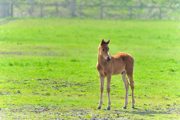 生まれて間もないサラブレッドの子