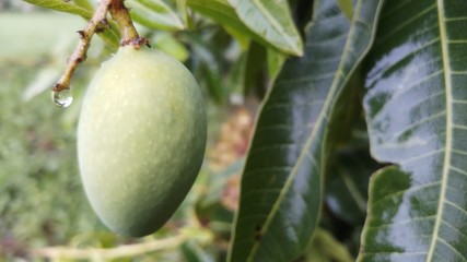Close up green mango fruits hanging on tree branch