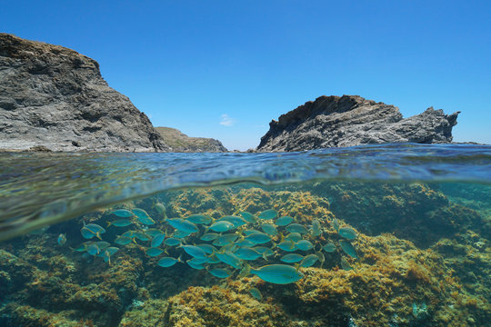 Mediterranean sea rocky coast with an islet and a group of fish underwater, Spain, Costa Brava, Colera, Catalonia, split view over and under water surface