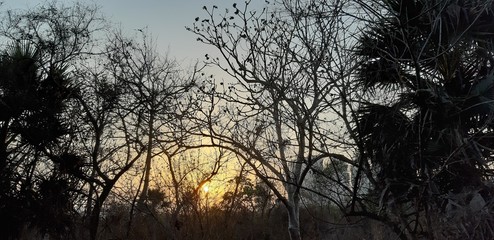 sunset in the forest