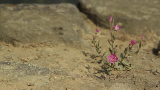 Traveling, flowers between stone, Machu Picchu, Cusco, Peru