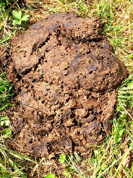 Close-up Of Cow Dung