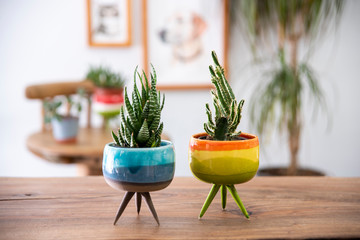 cactus and succulent  in handmade ceramic pots on a wooden table in a livingroom