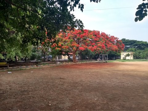 Blooming gulmohar tree in the residential jogging park