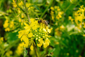 bee on white mustard flower