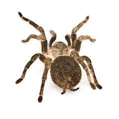 spider tarantula