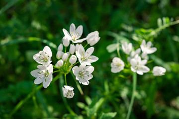 wild white garlic blossoms in Ronda Spain