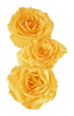 yellow rosebud