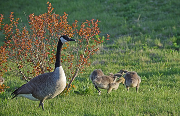 canada goose family