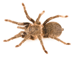  spider tarantula