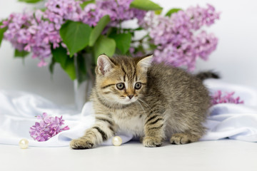 Naklejka na ściany i meble Cute pets. Little kitten breed of scottish highland stright cat on a white background with lilac elements.