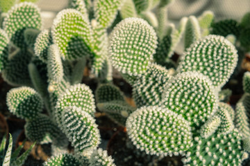 cactus in the garden