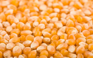 Corn background