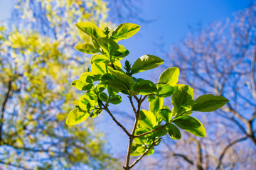 green leaves against blue sky
