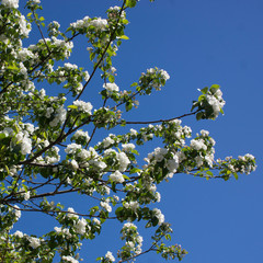 flowering branches of Apple trees in a natural environment. tenderness and light. spring beauty. the Apple tree in its glory. Soft focus