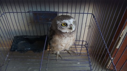 Western Screech-Owl Megascops kennikottii Tucson, Pima County, Arizona