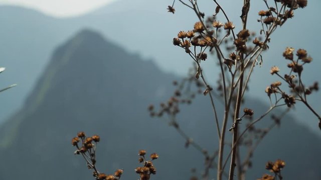 Focus shift, flowers, mountain. Machu Picchu, Cusco, Peru