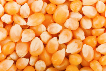 dry maize seeds
