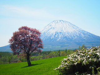 北海道の風景 春の羊蹄山と一本桜