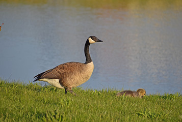 Canadian goose with goslings