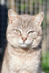 Obraz premium portrait of a cat