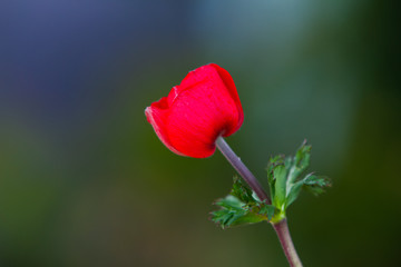 Obraz premium Red anemone coronaria, known as the poppy anemone