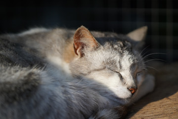 cat lying on the floor