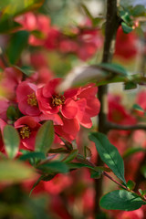 Red flowers of blooming Japanese quince on green background in spring season Chaenomeles japonica