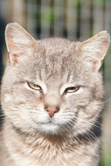 a village cat basks in the sun