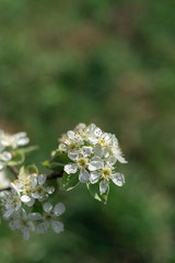 Pear Fruit Tree Spring Blossom Close Up