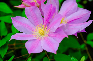 クレマチスの花