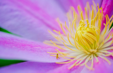 クレマチスと綿毛