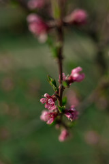 Apricot Fruit Tree Spring Blossom Close Up