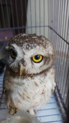 African barred owlet in Kruger national park, South Africa ; Specie Glaucidium capense family of Strigidae