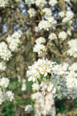 Pear Fruit Tree Spring Blossom Close Up