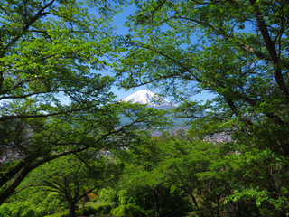 May trees in Fujimi Kotoku Park in Fujiyoshida City and Mt.Fuji Japan 05/14/2020