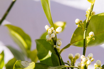 Orange blossom flowers in natural light