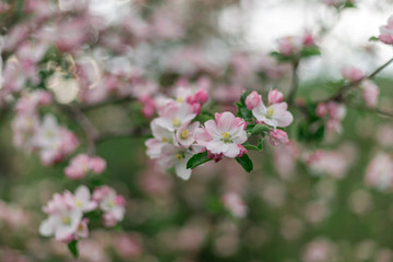 Fototapeta na wymiar Apple blossom on an apple tree in a domestic garden 