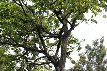 Old and beautiful tree with young spring leaves
