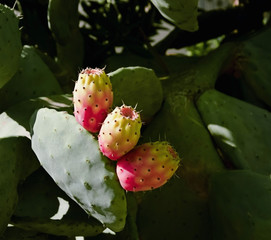 Prickly Pears (Indian Fig Opuntia) Cactus Fruit Ficus-Indica- Image
